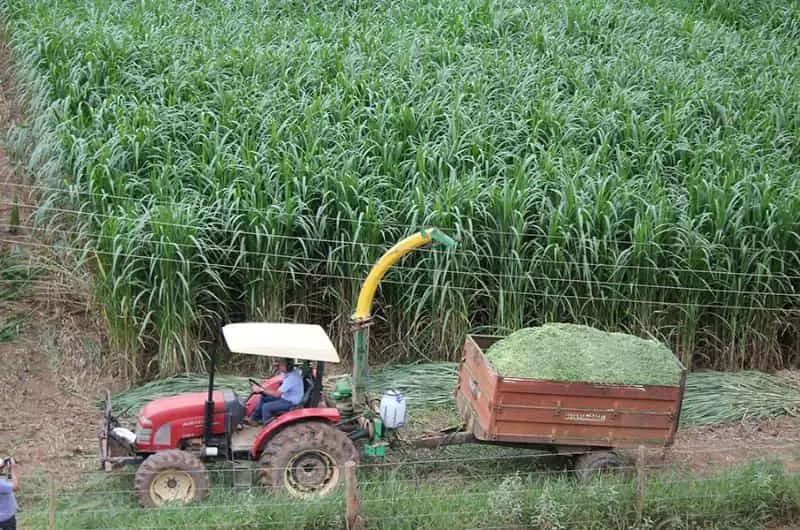 Capiaçu se destaca como alternativa de geração de energia sustentável 3 Capiaçu