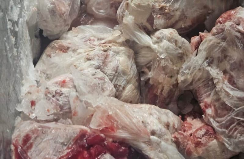 Operação apreende carne suína imprópria e interdita abatedouro ilegal em Goiás 2 Carne imprópria