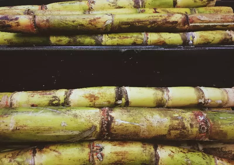 Goiás se aproxima de recorde na colheita de cana-de-açúcar em 2025 2 Colheita de cana-de-açúcar