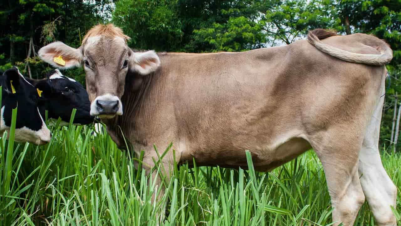 Grupo criminoso do Mato Grosso é investigado suspeito de furto de novilhas em Goiás 