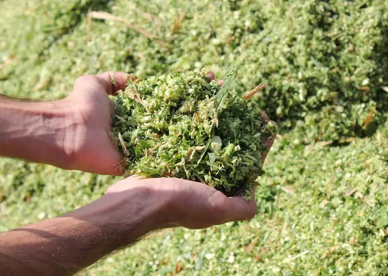 Capiaçu se destaca como alternativa de geração de energia sustentável 2 Geração de energia sustentável