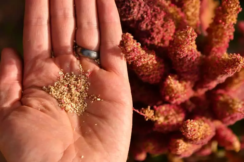Híbrido de sorgo
