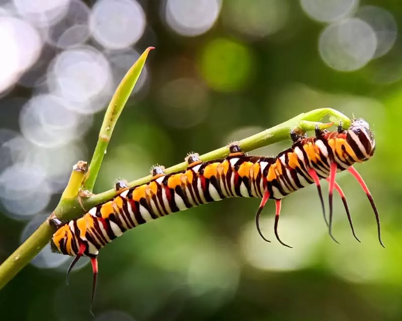 Novo bioinseticida apresenta alta eficiência no controle da lagarta-do-cartucho 3 Lagarta