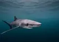 Portaria estabelece regras para pesca do tubarão-azul, espécie ameaçada de extinção