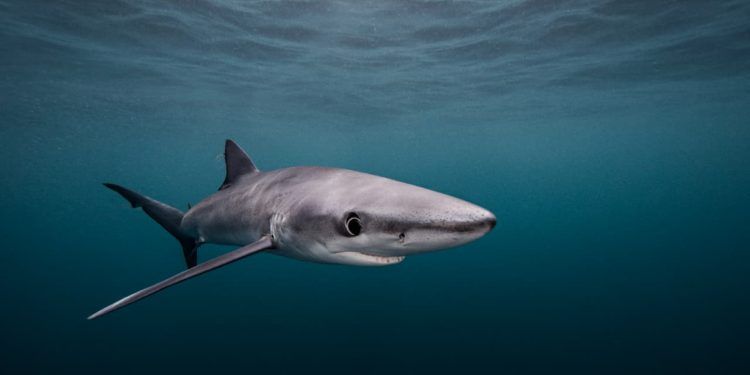 Portaria estabelece regras para pesca do tubarão-azul, espécie ameaçada de extinção