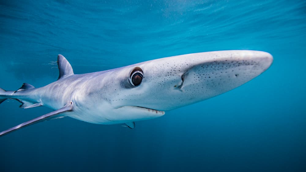 Portaria estabelece regras para pesca do tubarão-azul, espécie ameaçada de extinção 3 Tubarão-azul