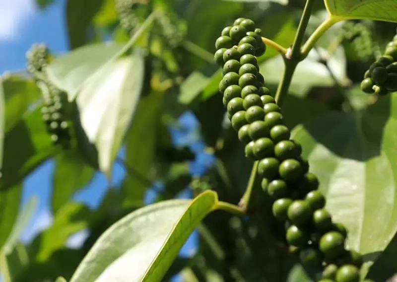 Pimenta do reino