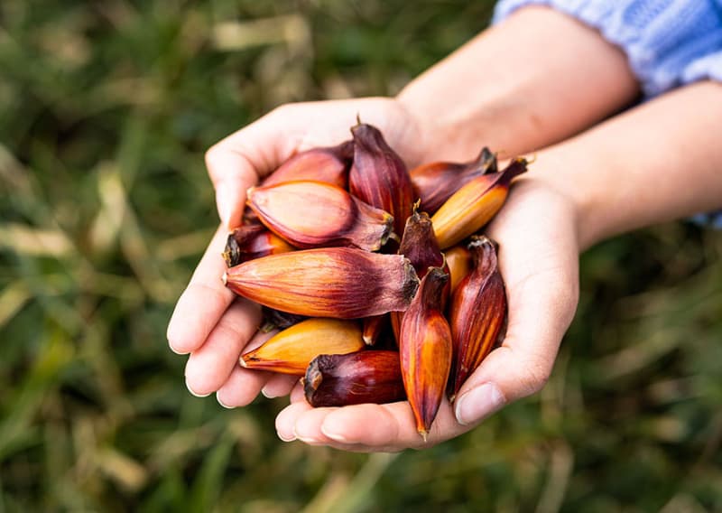 Pinhão precoce tem mesmo valor nutricional e sabor do tradicional, aponta estudo 2 Pinhão