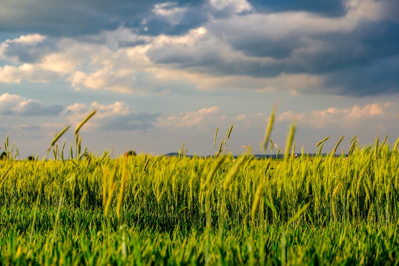 Safra de trigo no Sul tem redução de área, mas clima pode favorecer produtividade 3 Plantação de trigo