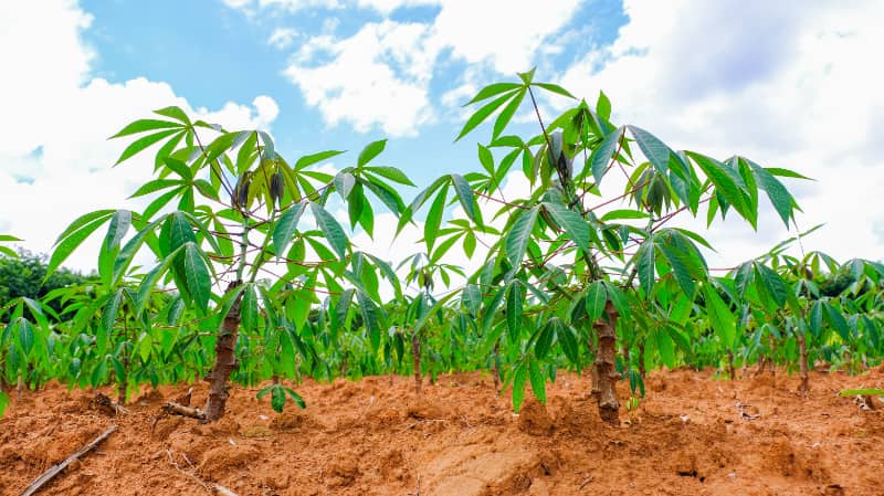 Nova praga avança sobre plantações de mandioca no Tocantins 2 Plantações de mandioca