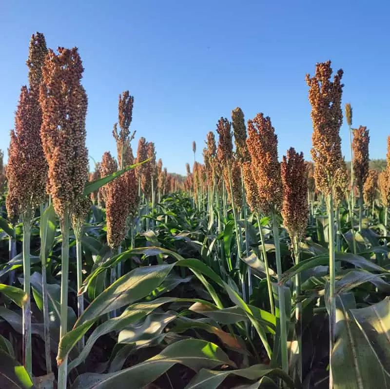 Sorgo