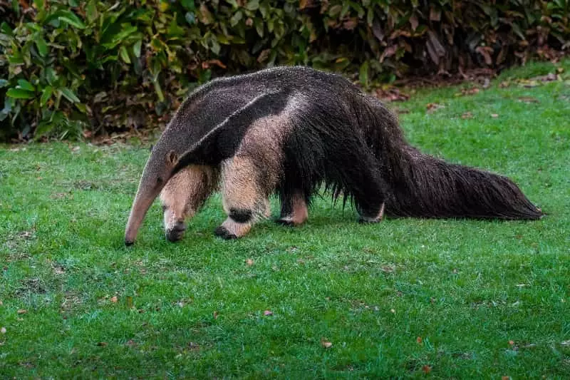 Tamandua