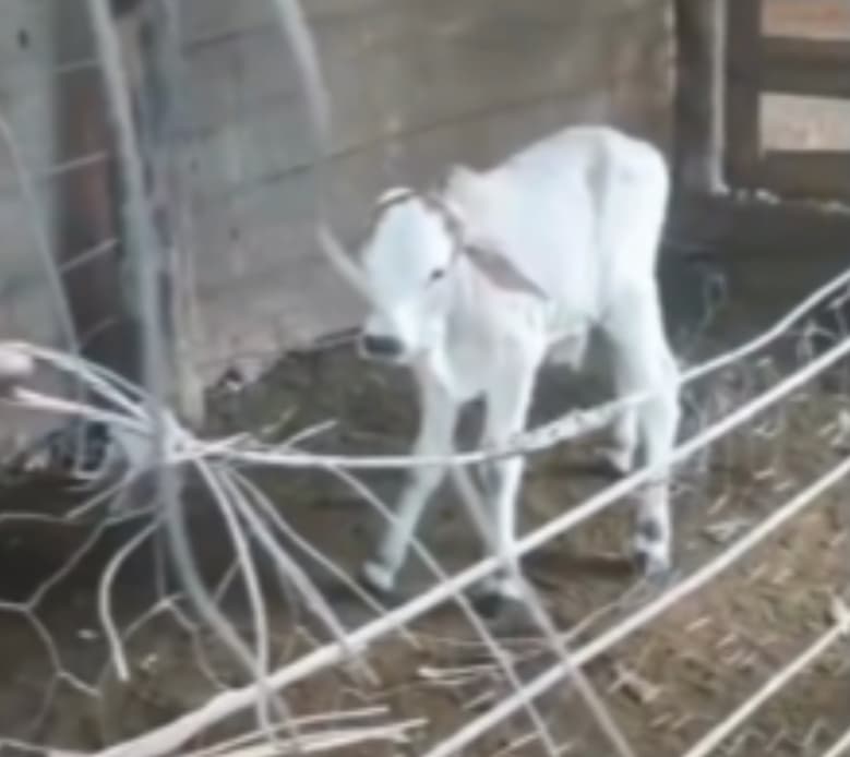 Em caso raro, vaca dá à luz à três bezerros em sítio de Goiás 3 bezerros trigêmeos