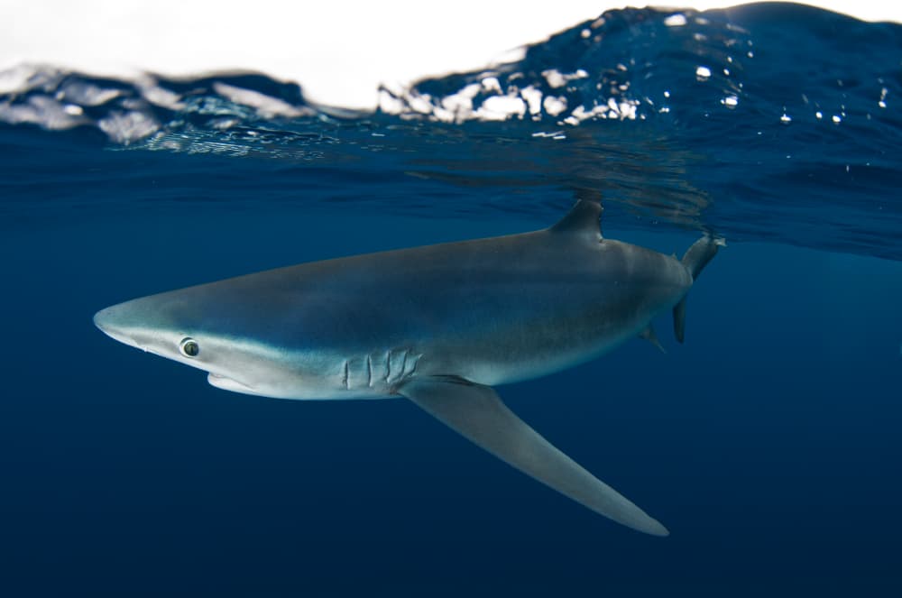Portaria estabelece regras para pesca do tubarão-azul, espécie ameaçada de extinção 2 Tubarão-azul