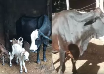 Em caso raro, vaca dá à luz à três bezerros em sítio