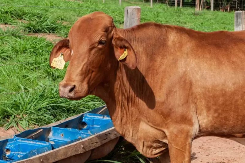 Goiás inicia última vacinação obrigatória contra raiva e declaração de rebanho em maio 3 Vacinação