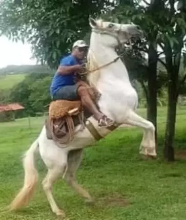 Vaqueiro de Niquelândia