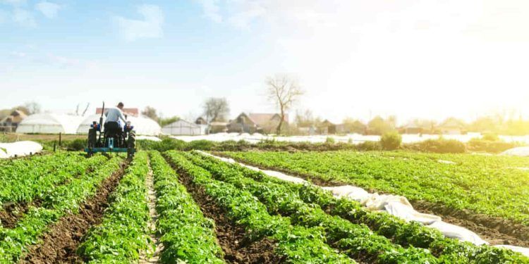 Agropecuária impulsiona alta de 1,4% no PIB do primeiro trimestre de 2025