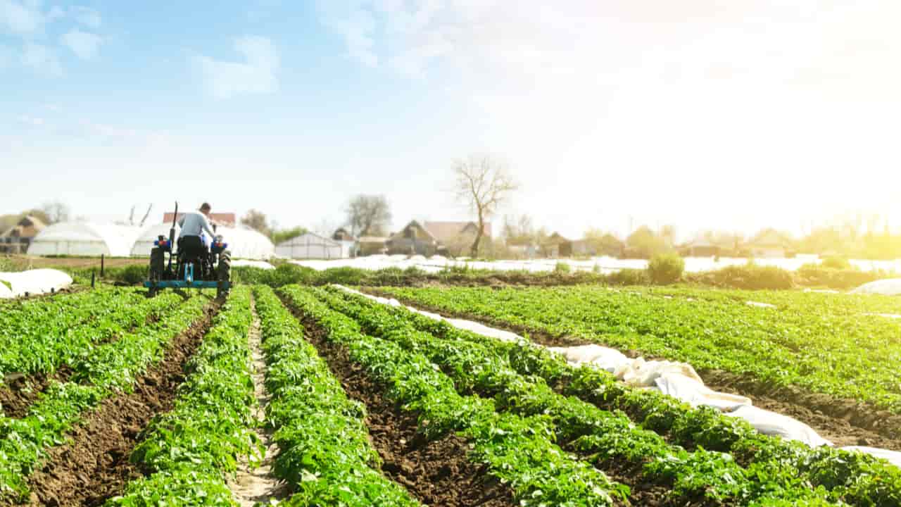 Agropecuária impulsiona alta de 1,4% no PIB do primeiro trimestre de 2025