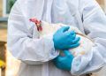 Alerta de gripe aviária no RS reforça vigilância diante de riscos para humanos