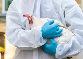 Alerta de gripe aviária no RS reforça vigilância diante de riscos para humanos