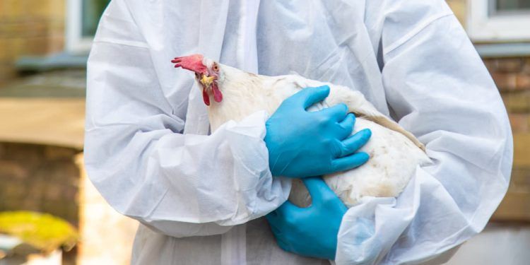 Alerta de gripe aviária no RS reforça vigilância diante de riscos para humanos