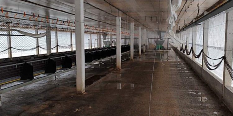Área com foco de gripe aviária em Montenegro inicia vazio sanitário após desinfecção