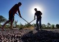Cafezais das Matas de Rondônia têm saldo positivo de carbono na produção familiar