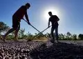 Cafezais das Matas de Rondônia têm saldo positivo de carbono na produção familiar