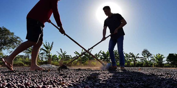 Cafezais das Matas de Rondônia têm saldo positivo de carbono na produção familiar
