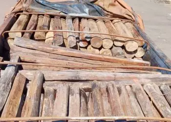 Carga de madeira nativa da Amazônia e em risco de extinção é apreendida em Goiás