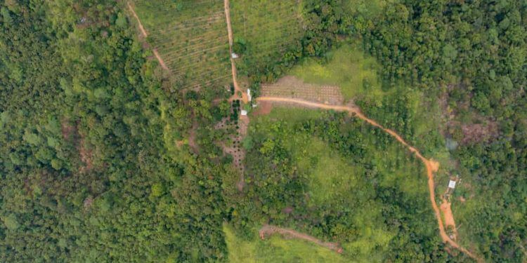 Dados do Inpe mostram alta nos alertas de desmatamento na Amazônia em abril