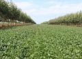 Estudo atualiza potencial agrícola das terras brasileiras em nível regional