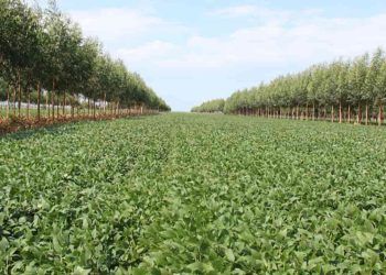 Estudo atualiza potencial agrícola das terras brasileiras em nível regional