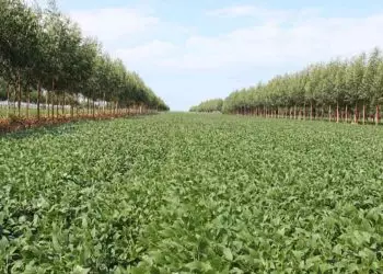Estudo atualiza potencial agrícola das terras brasileiras em nível regional