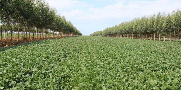 Estudo atualiza potencial agrícola das terras brasileiras em nível regional