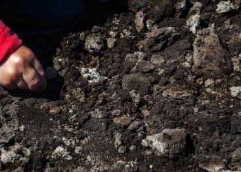 Estudo detalha distribuição de carbono orgânico no solo em diferentes regiões do Rio de Janeiro
