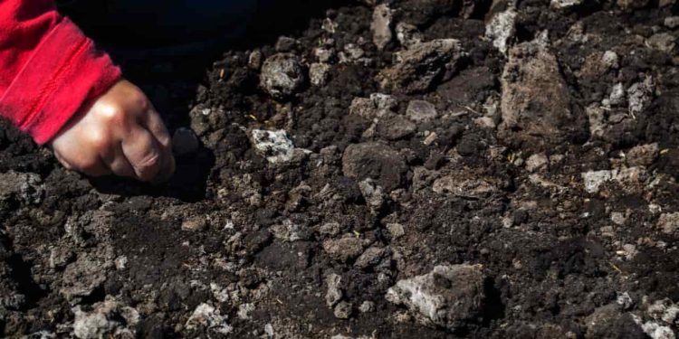Estudo detalha distribuição de carbono orgânico no solo em diferentes regiões do Rio de Janeiro