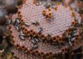Estudo identifica potencial terapêutico da própolis de abelhas sem ferrão criadas em açaizais