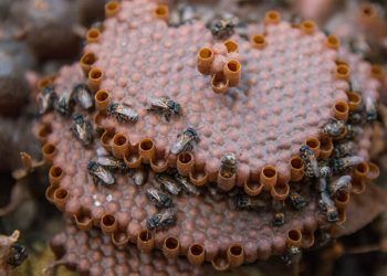 Estudo identifica potencial terapêutico da própolis de abelhas sem ferrão criadas em açaizais