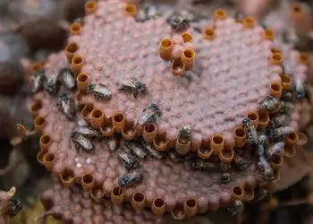 Estudo identifica potencial terapêutico da própolis de abelhas sem ferrão criadas em açaizais