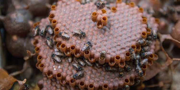 Estudo identifica potencial terapêutico da própolis de abelhas sem ferrão criadas em açaizais
