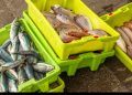 Exportações da piscicultura batem recorde no primeiro trimestre de 2025