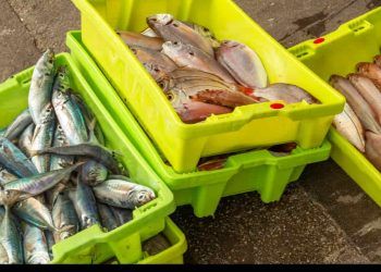 Exportações da piscicultura batem recorde no primeiro trimestre de 2025