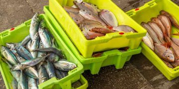 Exportações da piscicultura batem recorde no primeiro trimestre de 2025