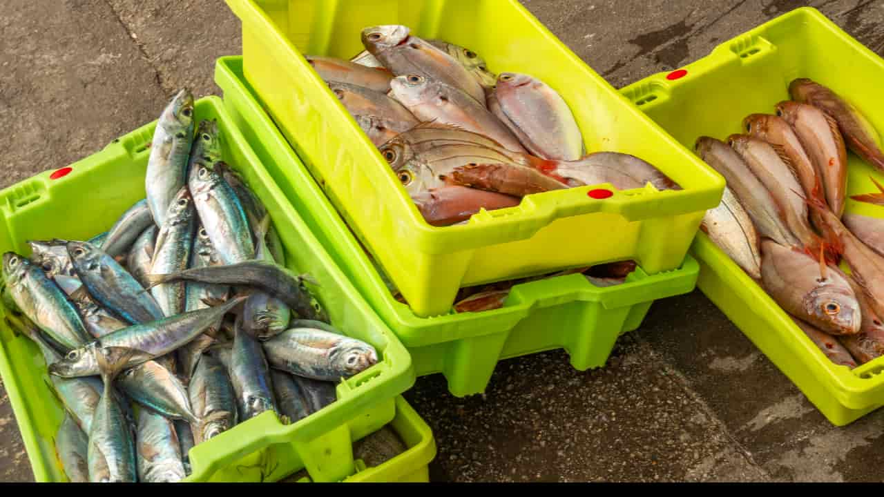Exportações da piscicultura batem recorde no primeiro trimestre de 2025