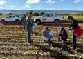 Fiscalização analisa presença de mosca-branca e viroses em lavouras de feijão, em Goiás