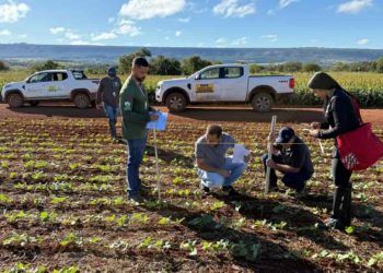 Fiscalização analisa presença de mosca-branca e viroses em lavouras de feijão, em Goiás