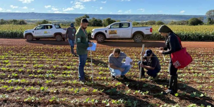 Fiscalização analisa presença de mosca-branca e viroses em lavouras de feijão, em Goiás