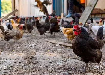 Foco de gripe aviária no Rio Grande do Sul é contido e Brasil deve retomar exportações